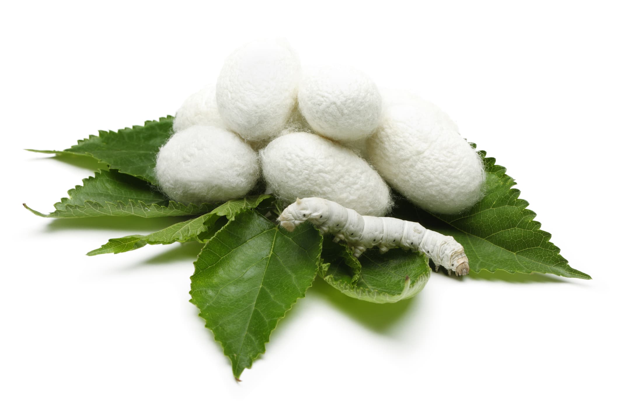 Premium Silk Cocoons